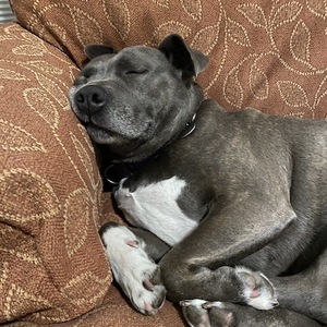 Team Page: Team Silver Bell